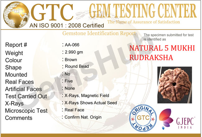 5 Mukhi Certified Nepali Rudraksha